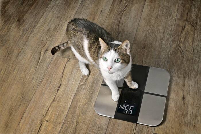 猫の『フード』を替えるべき4つのタイミング　見直しが必要な理由や切り替え時の注意点