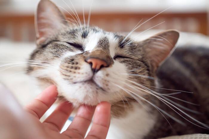 猫があなたに『甘えたい』と伝えているサイン5つ　仕草に隠れている心理から満足させる応え方まで