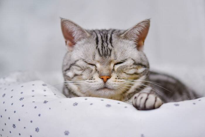 猫が『低めの声』で鳴くときの4つの理由　どんな気持ちのときに表れる？接し方のポイントも