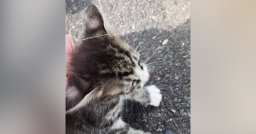 路上で保護された子猫たち→温かい家族のもとで成長して…『3年間の軌跡』に「感動で涙が出た」「とっても素敵なご夫婦」と45万再生