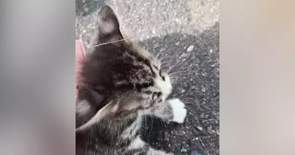 路上で保護された子猫たち→温かい家族のもとで成長して…『3年間の軌跡』に「感動で涙が出た」「とっても素敵なご夫婦」と45万再生