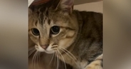 キャットハウスに入っていた2匹の猫→飼い主が近づいたら…浮気がバレたときのような『まさかの反応』が83万再生「ドラマで見たことあるｗ」