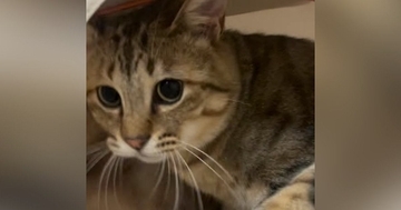 キャットハウスに入っていた2匹の猫→飼い主が近づいたら…浮気がバレたときのような『まさかの反応』が83万再生「ドラマで見たことあるｗ」