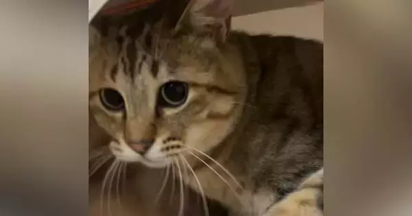 キャットハウスに入っていた2匹の猫→飼い主が近づいたら…浮気がバレたときのような『まさかの反応』が83万再生「ドラマで見たことあるｗ」