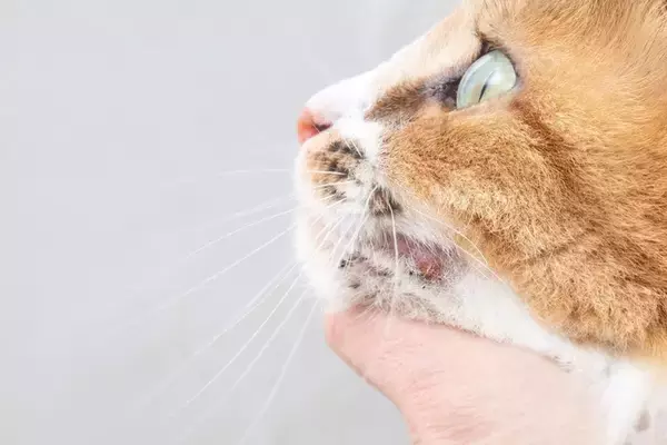 猫にとって危険な『アレルギー』4選　命に関わる可能性も…症状や対処法まで解説