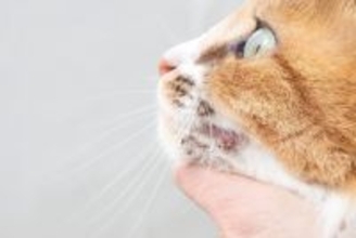 猫にとって危険な『アレルギー』4選　命に関わる可能性も…症状や対処法まで解説