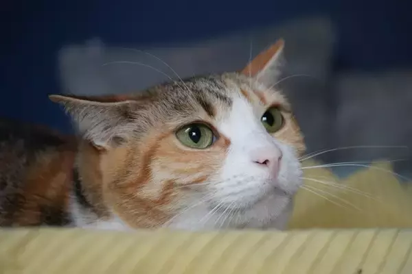 猫との関係が壊れる『暴言・態度』5選　ストレスが健康に与える悪影響も解説