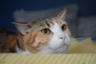 猫との関係が壊れる『暴言・態度』5選　ストレスが健康に与える悪影響も解説