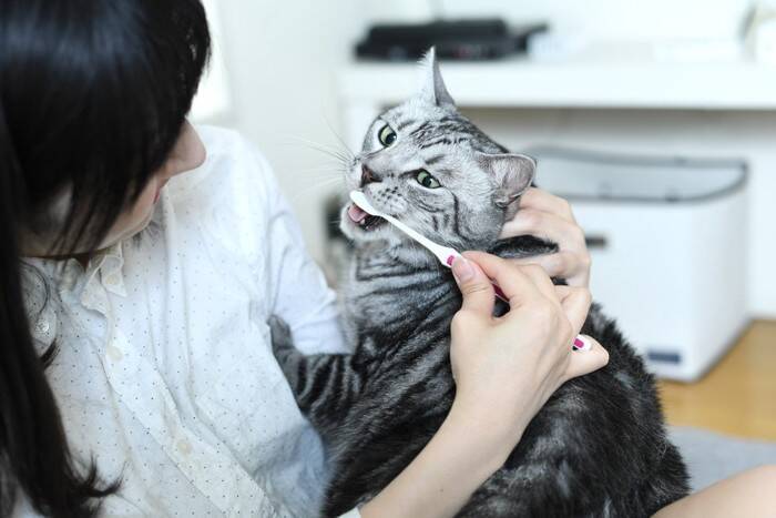 猫にとって厄介な『口内炎』の症状5つ　完治は難しいって本当？予防法まで解説