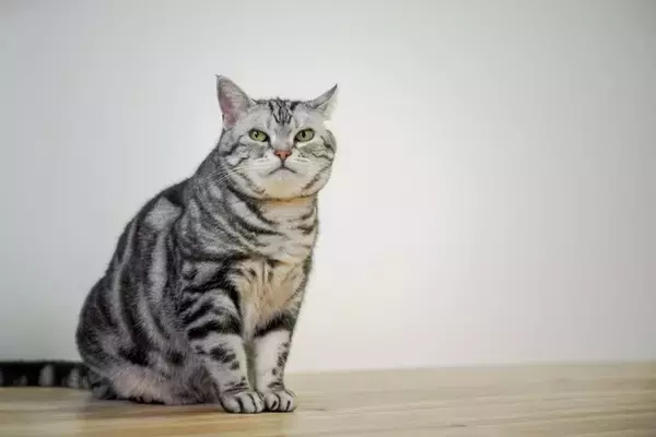 猫の『顔のかたち』は3つのタイプに分けられる？　それぞれの特徴や魅力もご紹介