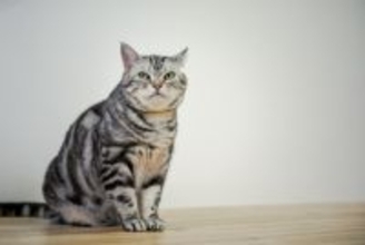 猫の『顔のかたち』は3つのタイプに分けられる？　それぞれの特徴や魅力もご紹介