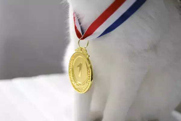 「金メダルは愛猫に捧ぐ」　米国フィギュアスケート選手からの贈りもの　
