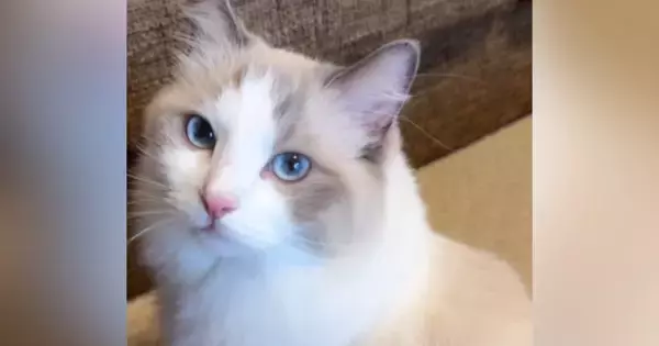 甘えたくてしょうがない猫→飼い主さんのことを見つめて…反則級に可愛い『アピール』が134万再生「見惚れてしまった」「すんごい綺麗な子」