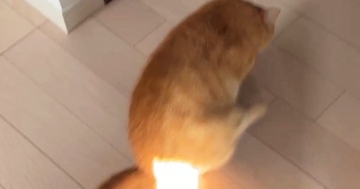 日差しが強い日、猫のおしりに『日光』が当たった結果…ギャグアニメのような『まさかの光景』に８万いいね「地球を救ってほしい」「神々しいｗ」