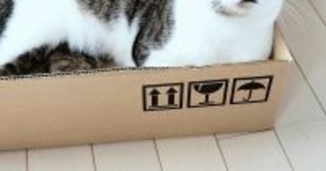ネコに『新しいダンボール箱』あげたら、『表情』が変わって…可愛すぎる瞬間に１万いいね「キレイな目をしてる」「何個でもあげちゃうｗ」