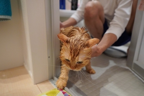 猫が健康を損なう『危ないお手入れ方法』5選　NGである理由や適切な方法も解説