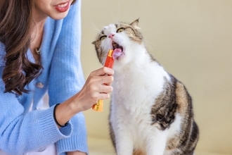 猫の寿命に悪影響を与える『親バカ行為』3選　起こりうるトラブルから適切な関わり方まで
