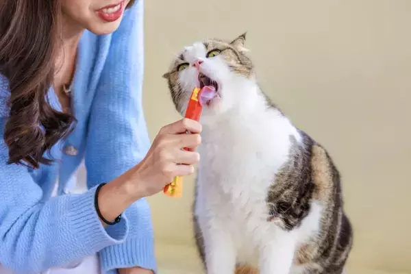 猫の寿命に悪影響を与える『親バカ行為』3選　起こりうるトラブルから適切な関わり方まで