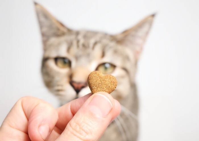猫の寿命に悪影響を与える『親バカ行為』3選　起こりうるトラブルから適切な関わり方まで