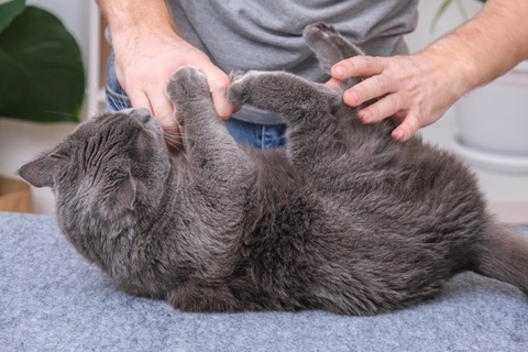 猫があなたに『猫キック』してくるときの気持ち4選　よく見られるシーンや上手な対処法