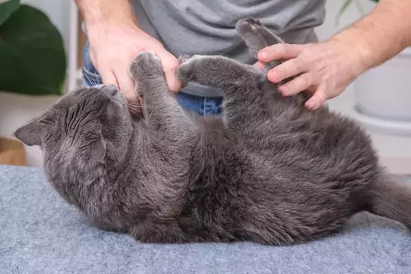 猫があなたに『猫キック』してくるときの気持ち4選　よく見られるシーンや上手な対処法