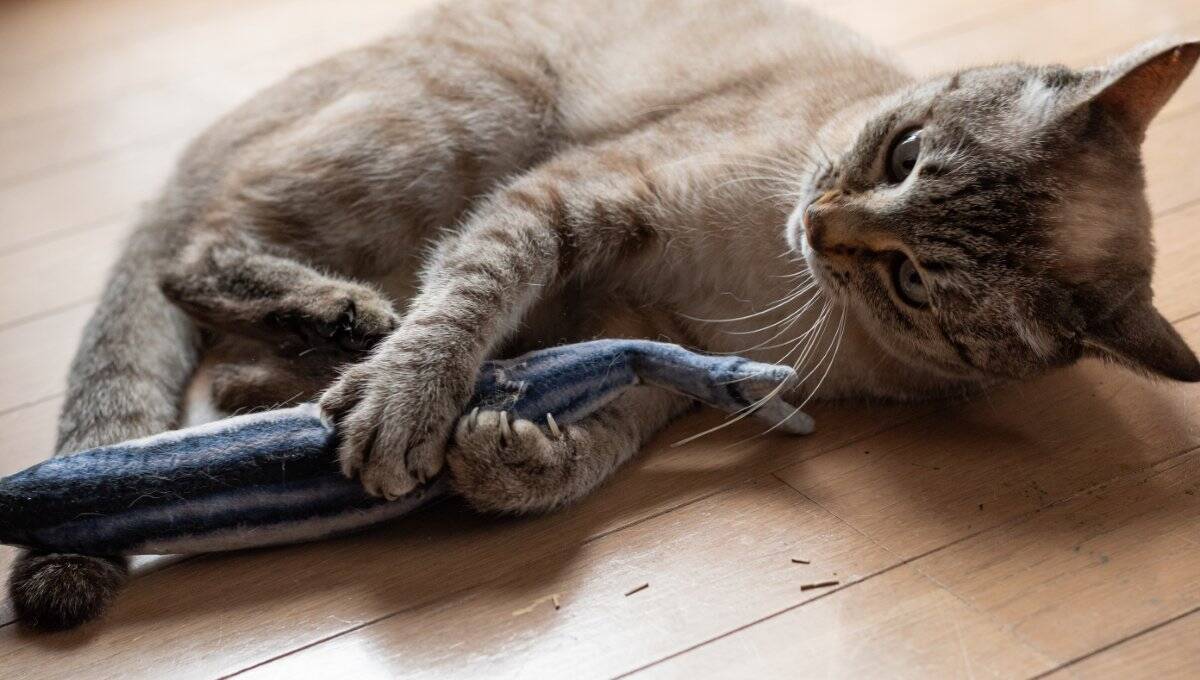 猫があなたに『猫キック』してくるときの気持ち4選　よく見られるシーンや上手な対処法