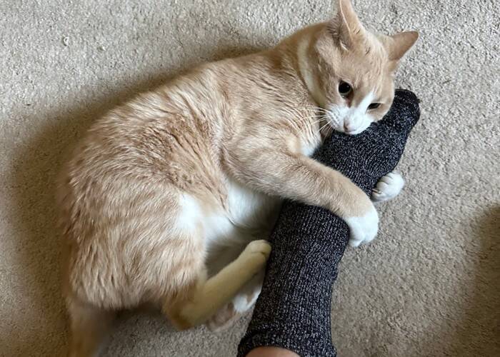 猫があなたに『猫キック』してくるときの気持ち4選　よく見られるシーンや上手な対処法
