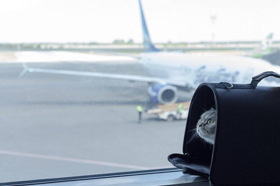 「猫と一緒にフライトを楽しみたい！」インドで広がるペット同伴の飛行機旅行