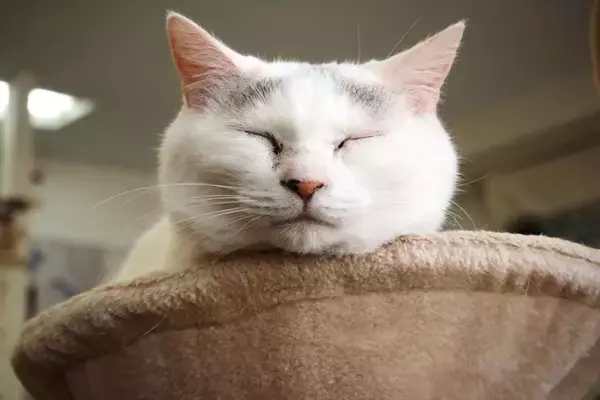 猫にも『還暦』は存在するの？シニア猫のために取り入れるべき3つのケア方法もご紹介