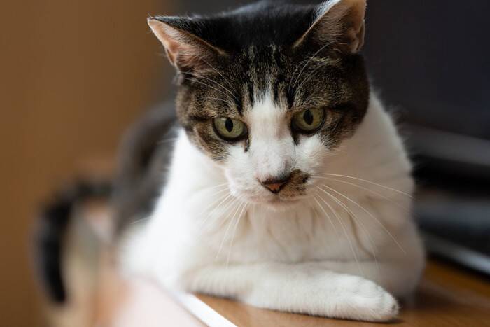 猫にも『還暦』は存在するの？シニア猫のために取り入れるべき3つのケア方法もご紹介