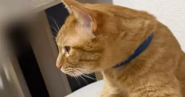 『ほんまに涙出るほど笑った』→椅子の上にいた猫…衝撃の『くつろぎ方』に2万いいね「背中にチャックあるかもｗ」「絶対おっさん入ってるｗ」