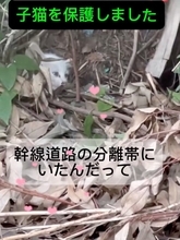 『白猫を保護した』と思ったら、現在……完全に想定外な『ビフォーアフター』が77万再生の反響「めっちゃ可愛い」「ライオンになりそう」