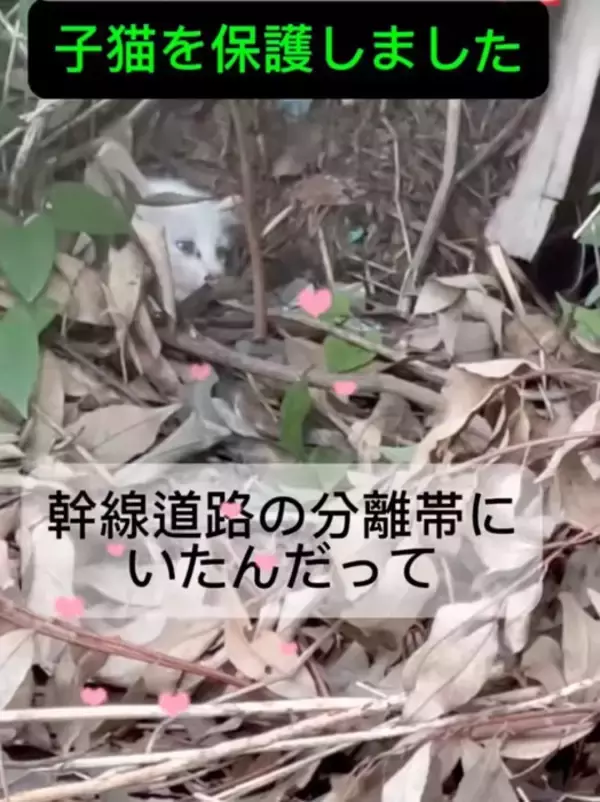 『白猫を保護した』と思ったら、現在……完全に想定外な『ビフォーアフター』が77万再生の反響「めっちゃ可愛い」「ライオンになりそう」