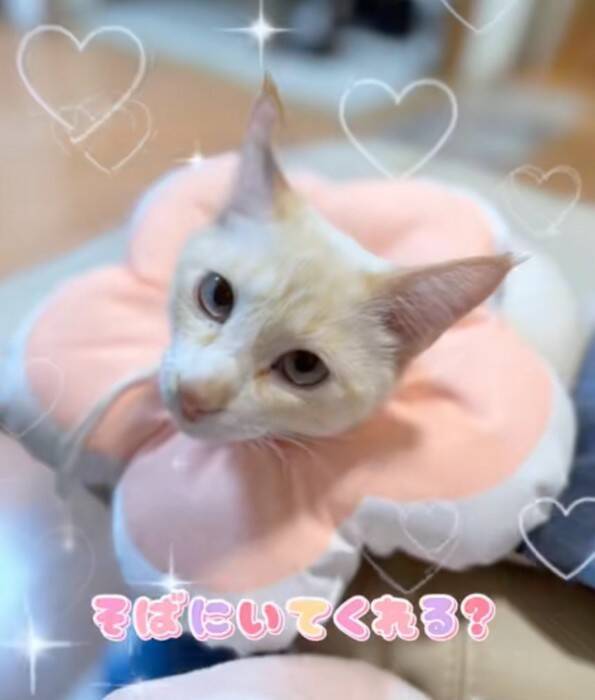 『白猫を保護した』と思ったら、現在……完全に想定外な『ビフォーアフター』が77万再生の反響「めっちゃ可愛い」「ライオンになりそう」