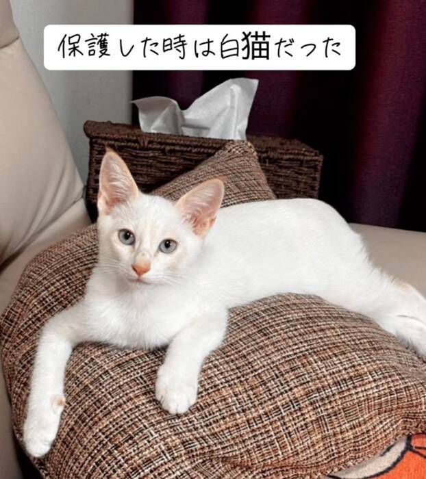 『白猫を保護した』と思ったら、現在……完全に想定外な『ビフォーアフター』が77万再生の反響「めっちゃ可愛い」「ライオンになりそう」