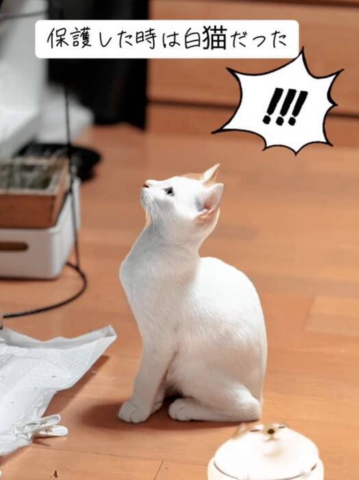 『白猫を保護した』と思ったら、現在……完全に想定外な『ビフォーアフター』が77万再生の反響「めっちゃ可愛い」「ライオンになりそう」