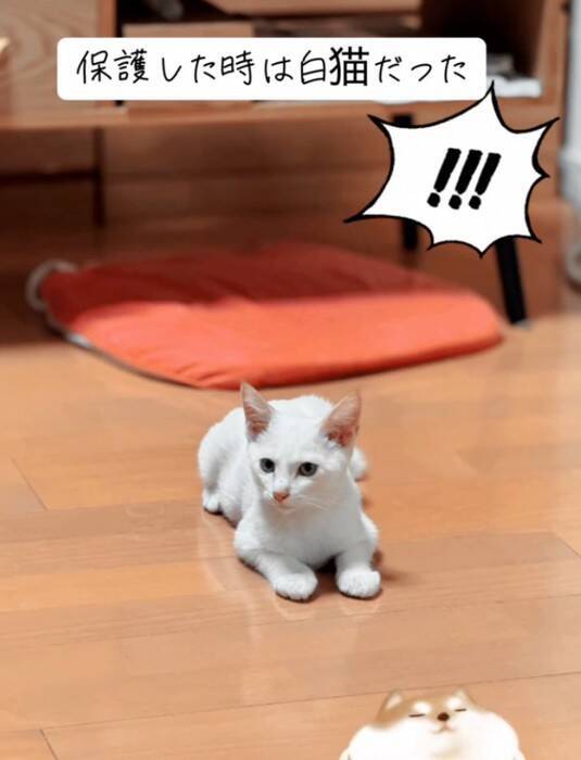 『白猫を保護した』と思ったら、現在……完全に想定外な『ビフォーアフター』が77万再生の反響「めっちゃ可愛い」「ライオンになりそう」