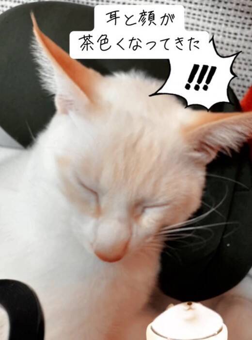 『白猫を保護した』と思ったら、現在……完全に想定外な『ビフォーアフター』が77万再生の反響「めっちゃ可愛い」「ライオンになりそう」