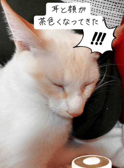 『白猫を保護した』と思ったら、現在……完全に想定外な『ビフォーアフター』が77万再生の反響「めっちゃ可愛い」「ライオンになりそう」