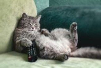 猫が起こしがちな『リモコン』に関するトラブル5選　油断してはいけない理由や予防策を解説