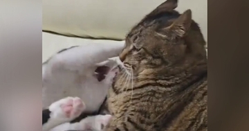 1歳の猫に絡まれた15歳のおばあちゃん猫…次の瞬間見せた『猫とは思えない表情』が32万再生「人間味ありすぎるｗｗ」「顔にめっちゃ出てるｗ」