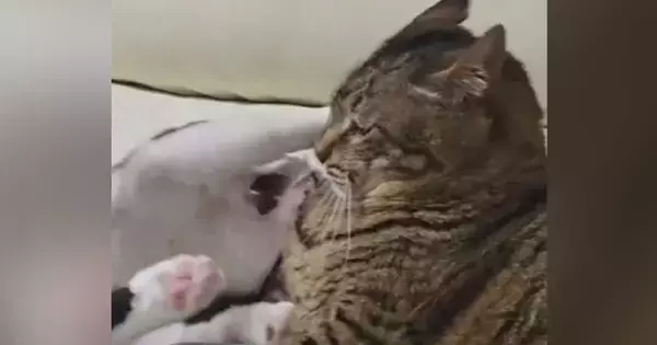 1歳の猫に絡まれた15歳のおばあちゃん猫…次の瞬間見せた『猫とは思えない表情』が32万再生「人間味ありすぎるｗｗ」「顔にめっちゃ出てるｗ」