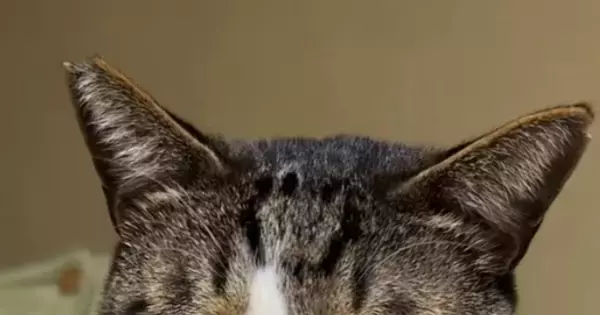 必死に眠気と闘うキジ白猫→『表情』を見ると…爆笑不可避な『まさかの光景』が221万再生「フリーレンすぎるｗ」「なっさけない顔ｗ」