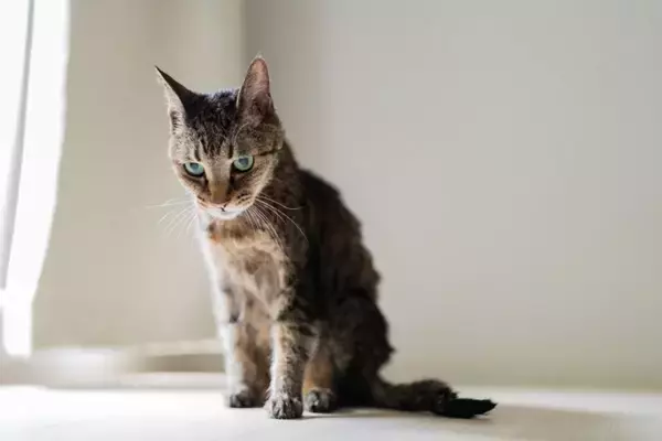猫を『落ち込ませてしまう』飼い主のNG行為5つ　見直すべき理由から適切な接し方まで