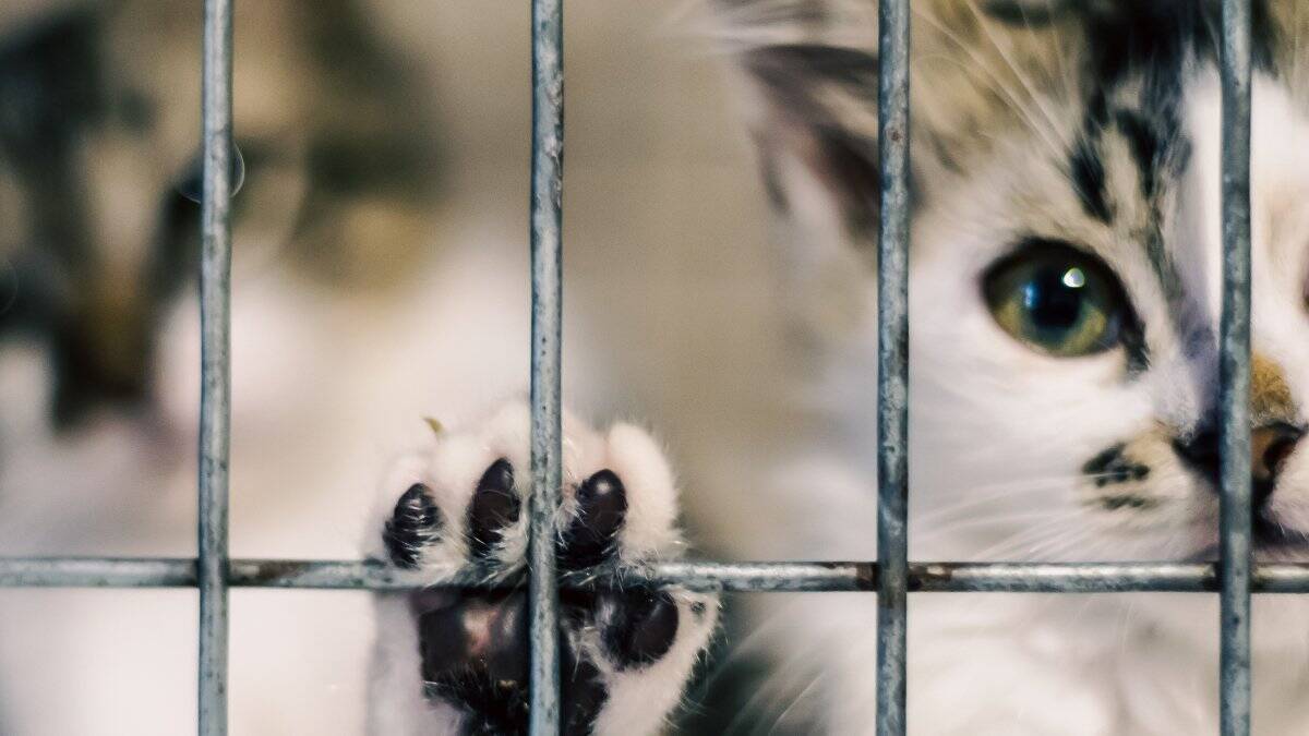 猫も人も発症する『人獣共通感染症』5つ　主な原因や症状、知っておくべき予防法まで