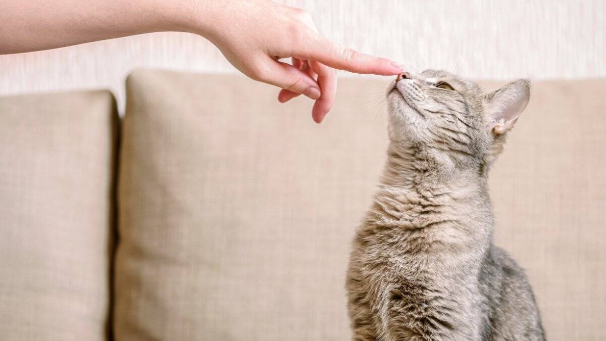 猫も人も発症する『人獣共通感染症』5つ　主な原因や症状、知っておくべき予防法まで