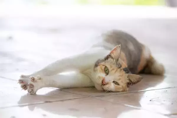 猫が思わず『ゴロゴロしてしまう場所』5選　居心地よく過ごせる条件や環境づくりのコツ