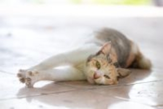 猫が思わず『ゴロゴロしてしまう場所』5選　居心地よく過ごせる条件や環境づくりのコツ