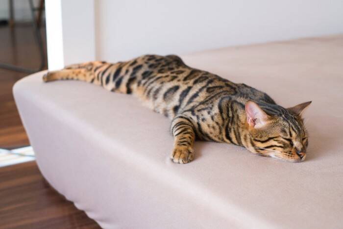 猫が思わず『ゴロゴロしてしまう場所』5選　居心地よく過ごせる条件や環境づくりのコツ