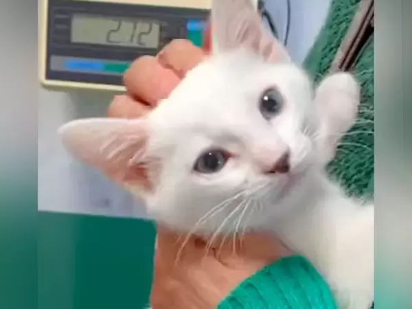 動物病院での診察中、ママにすがりつく子猫→成長した結果…愛おしすぎる『現在の光景』が23万再生「中身はまだまだ子供」「とってもえらい」